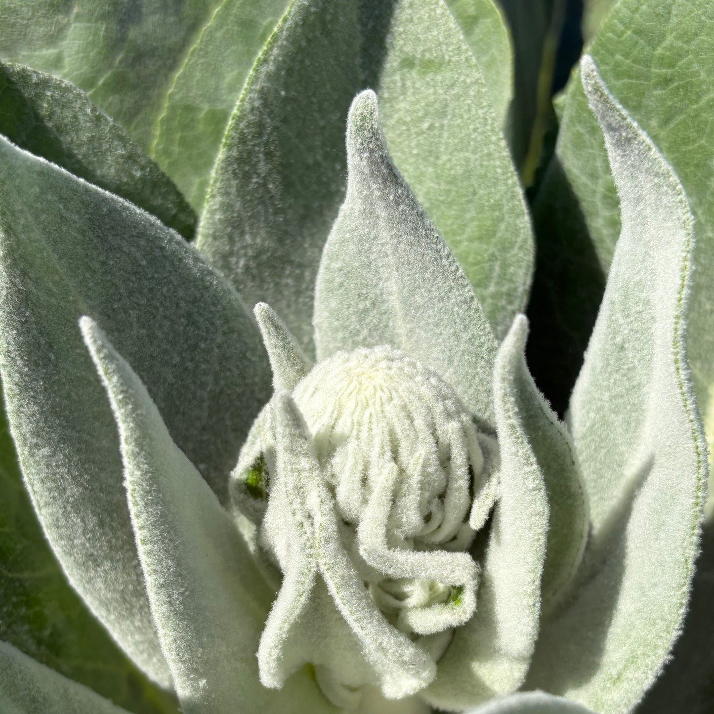 Verbascum - Silver Lining