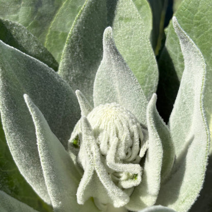 Verbascum - Silver Lining