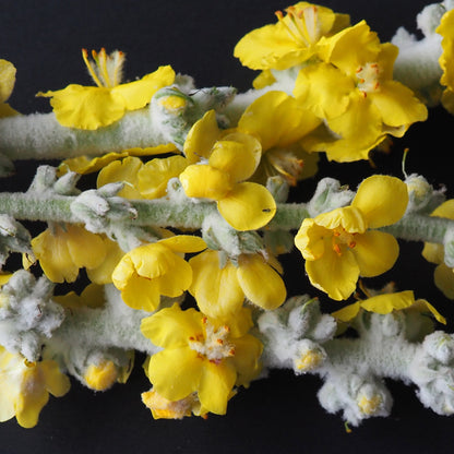 Verbascum - Silver Lining