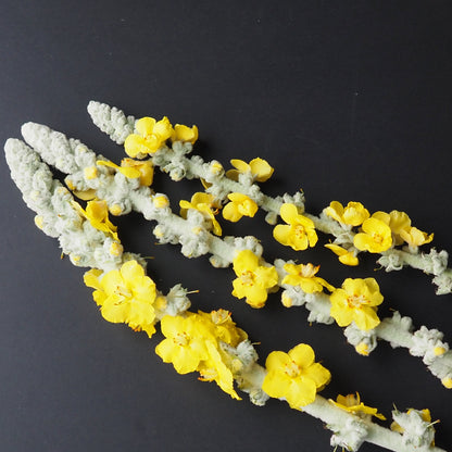 Verbascum - Silver Lining