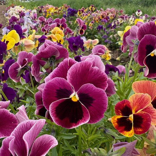 Viola - Aalsmeer King Size Mix