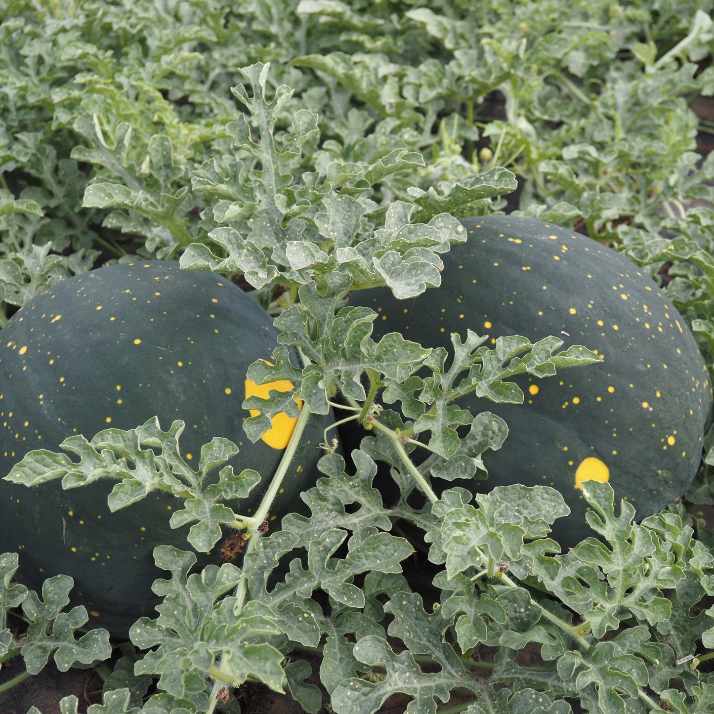 Watermelon - Moon and Stars