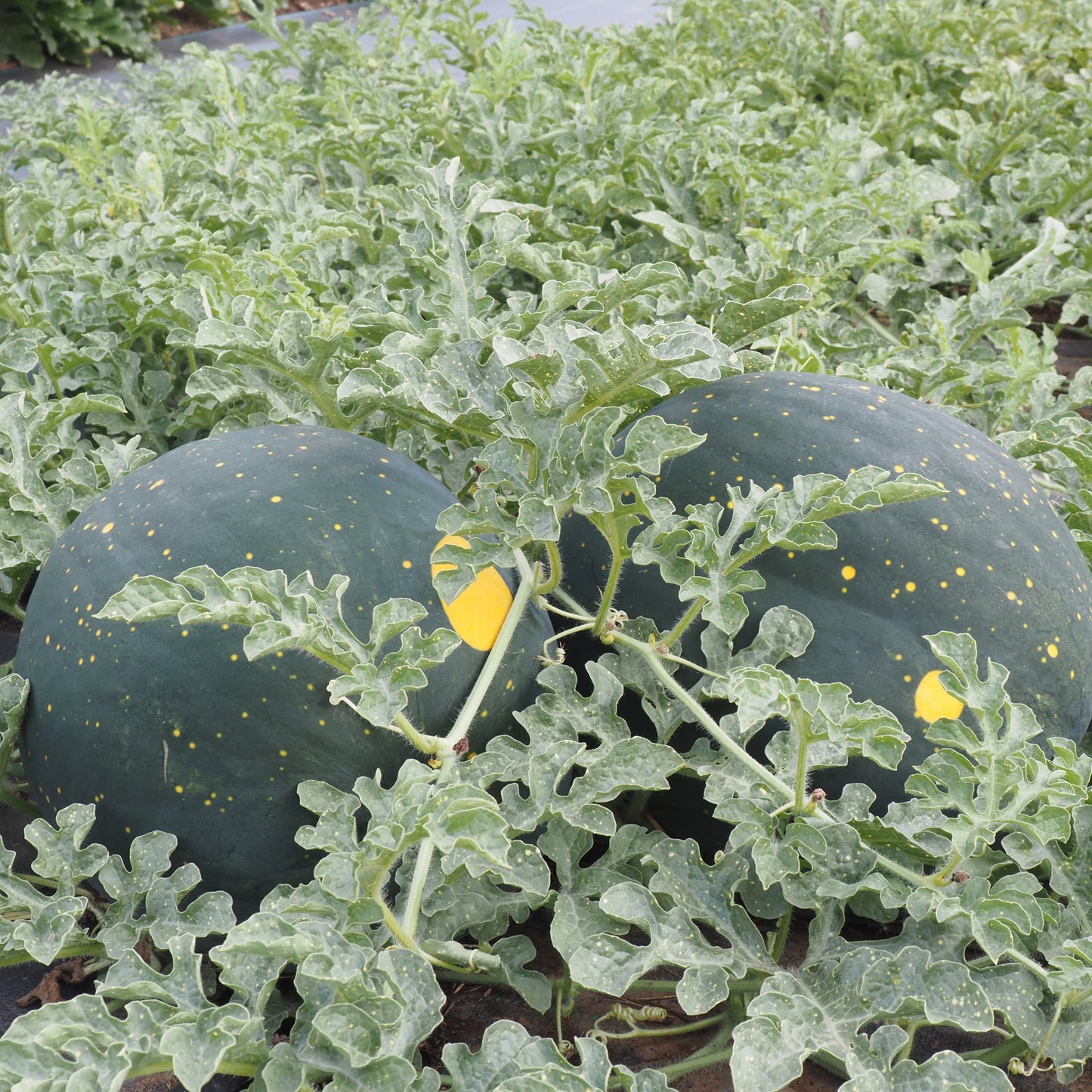 Watermelon - Moon and Stars