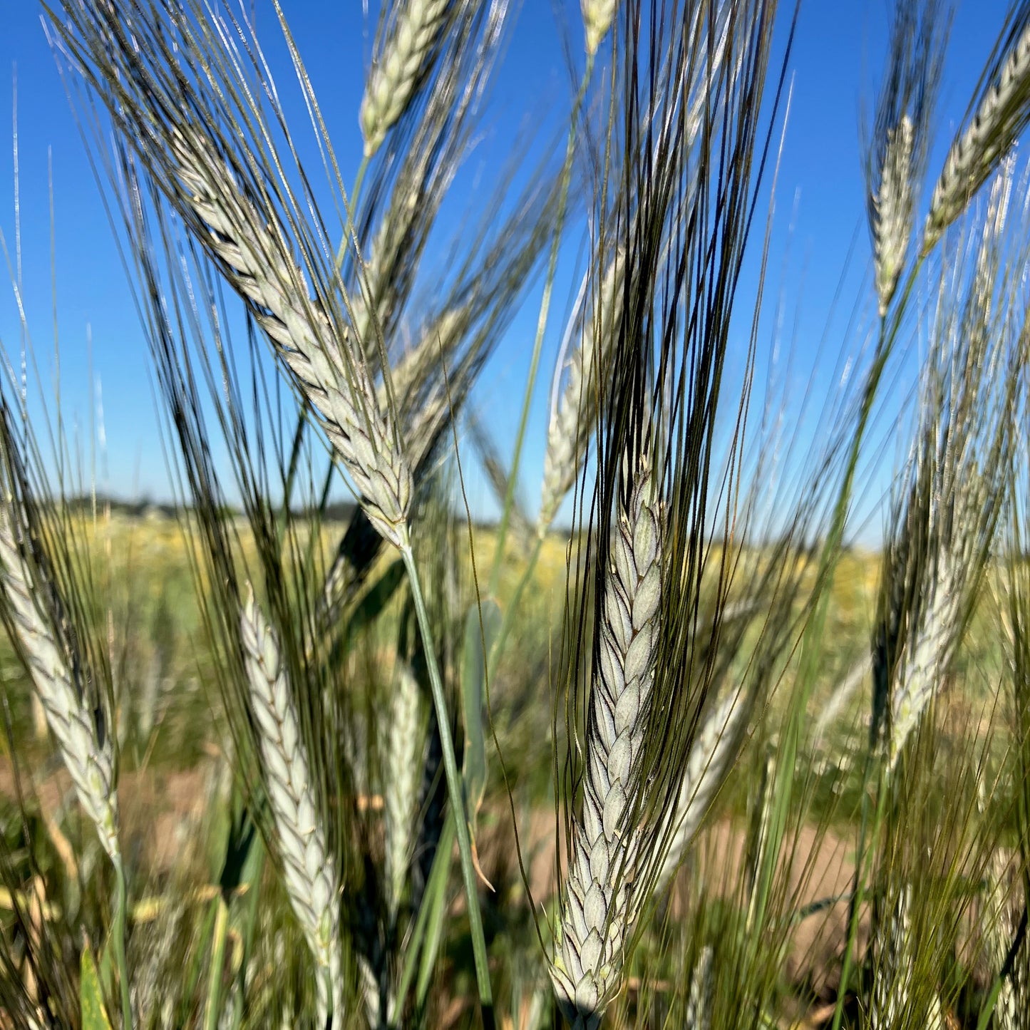 Wheat, Ornamental ⁃ Organic Seed - Utrecht Blue Wheat
