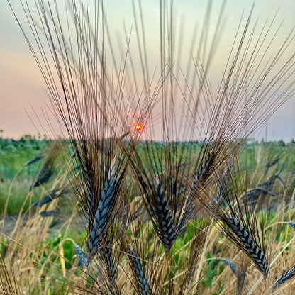 Wheat, Ornamental ⁃ Organic Seed - Utrecht Blue Wheat