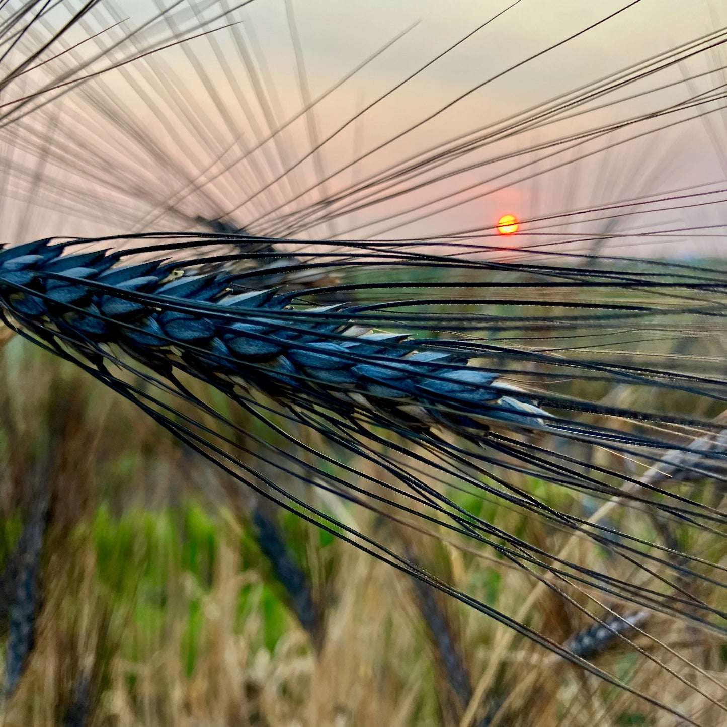 Wheat, Ornamental ⁃ Organic Seed - Utrecht Blue Wheat