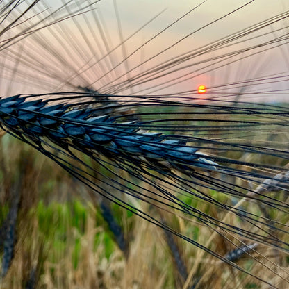 Wheat, Ornamental ⁃ Organic Seed - Utrecht Blue Wheat