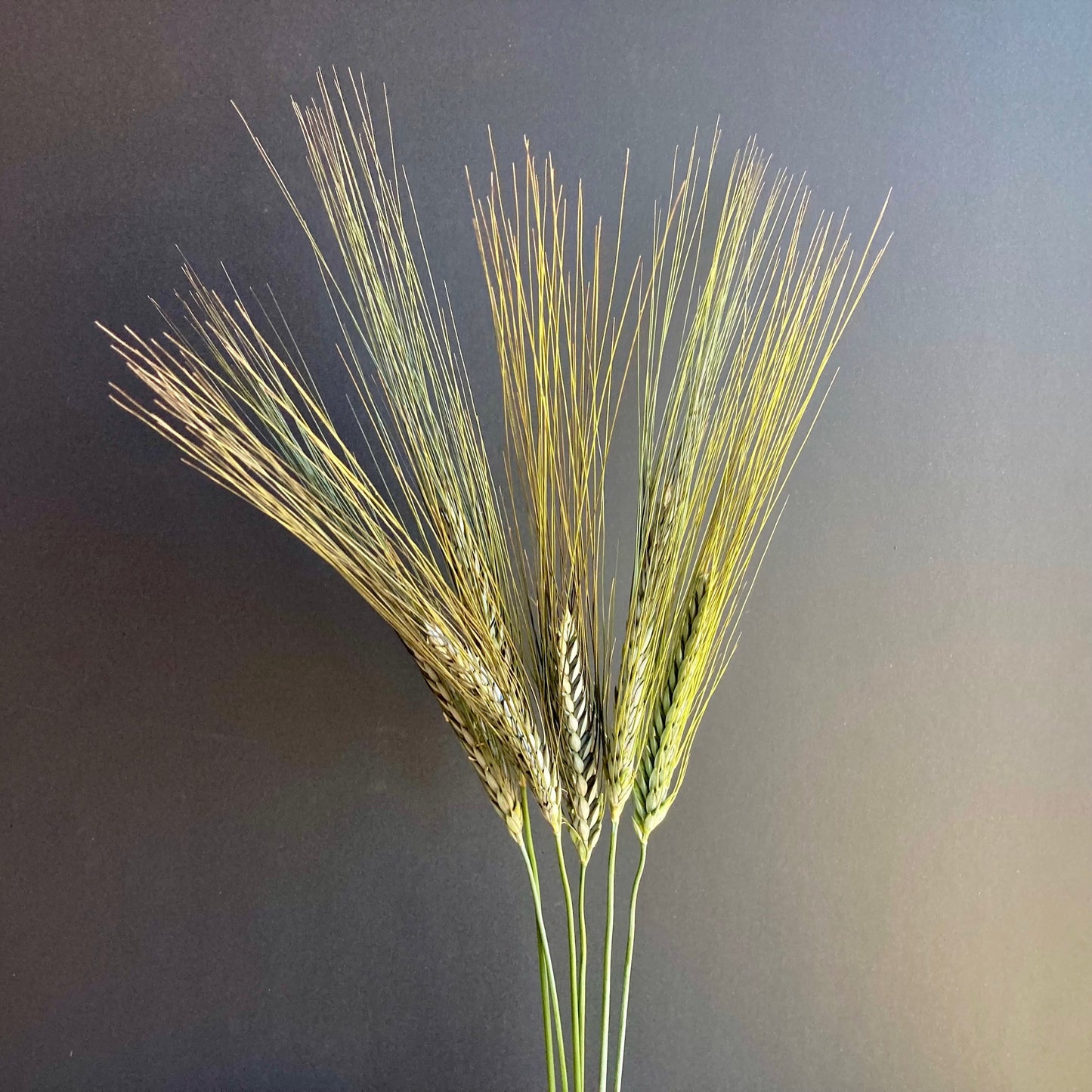 Wheat, Ornamental ⁃ Organic Seed - Utrecht Blue Wheat