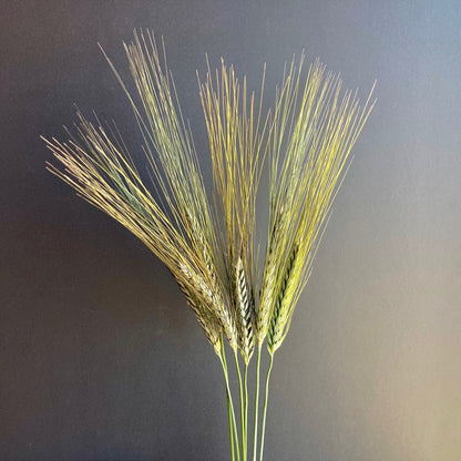 Wheat, Ornamental ⁃ Organic Seed - Utrecht Blue Wheat