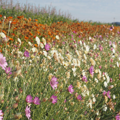 Xeranthemum ⁃ Organic Seed - Immortelle Doubles Mix