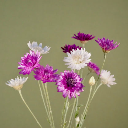 Xeranthemum ⁃ Organic Seed - Immortelle Doubles Mix