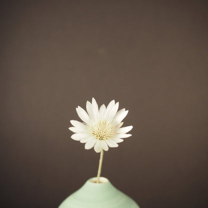 Xeranthemum ⁃ Organic Seed - Immortelle Doubles Mix