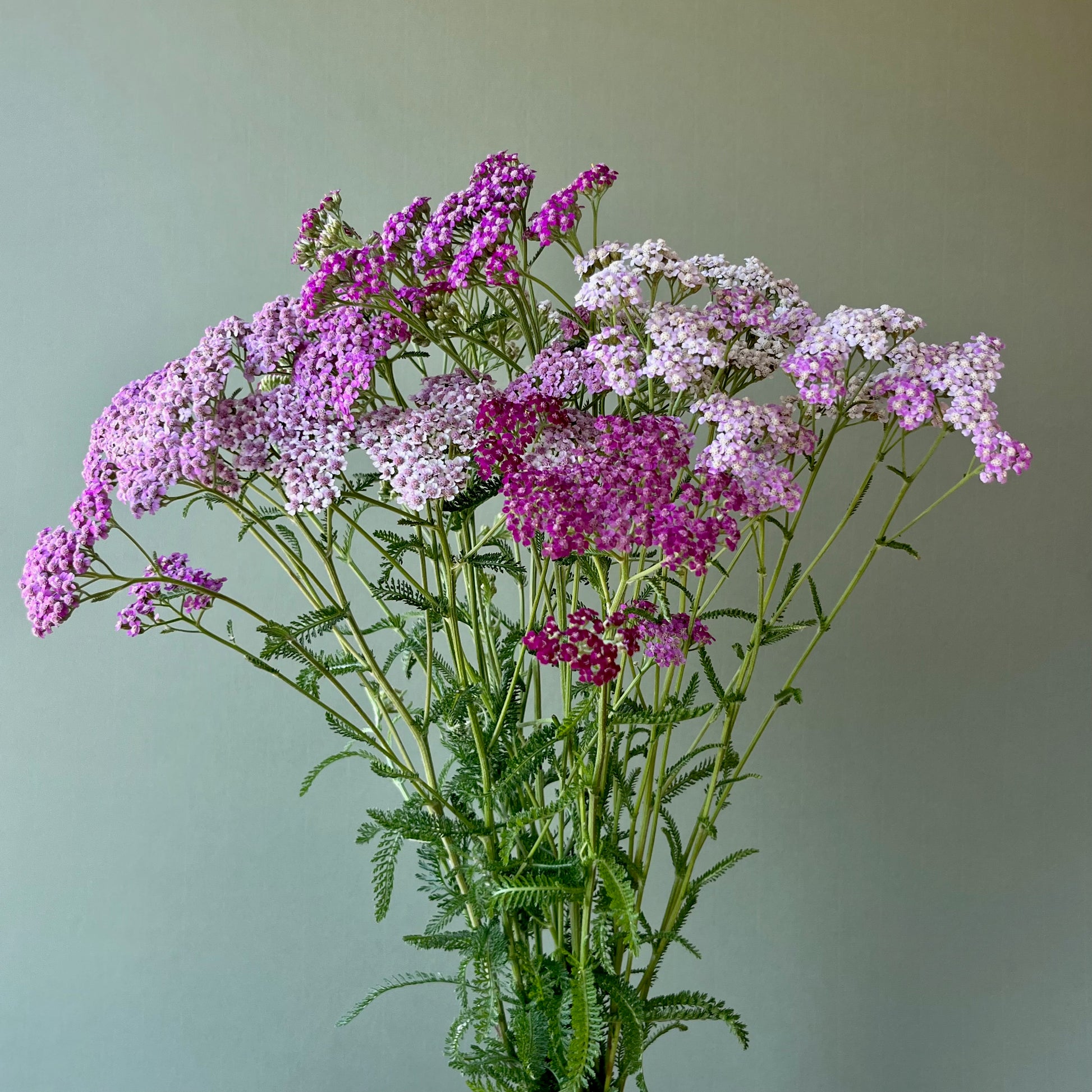 yarrow from seed to flower Yarrow ⁃ Organic Seed