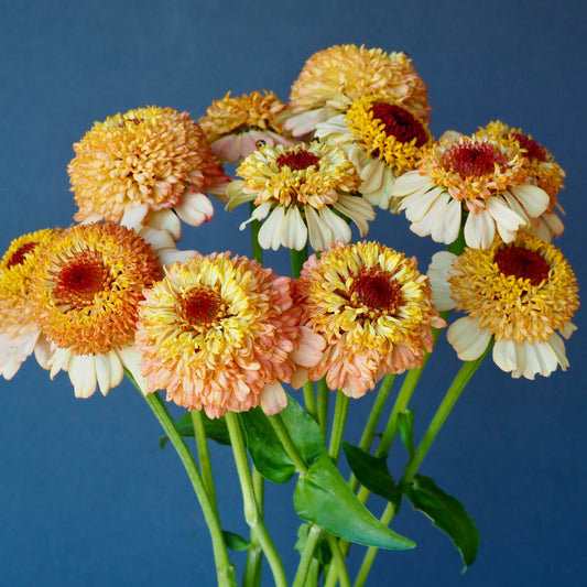 Zinnia - Zinderella Peach